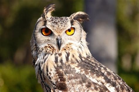 鳥 風水 意味|ふくろう!【縁起のいい鳥まとめ】幸運の前兆！鳥の。